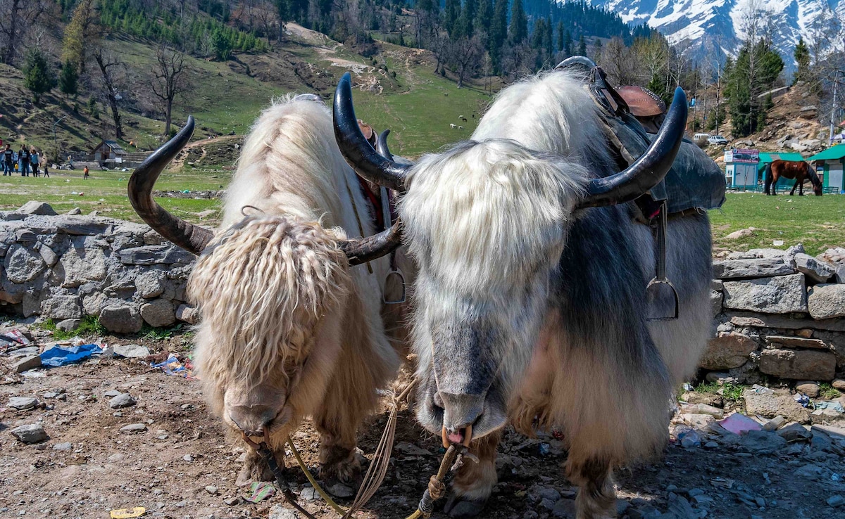 Sissu. Photo: Unsplash Sissu. Photo: Unsplash