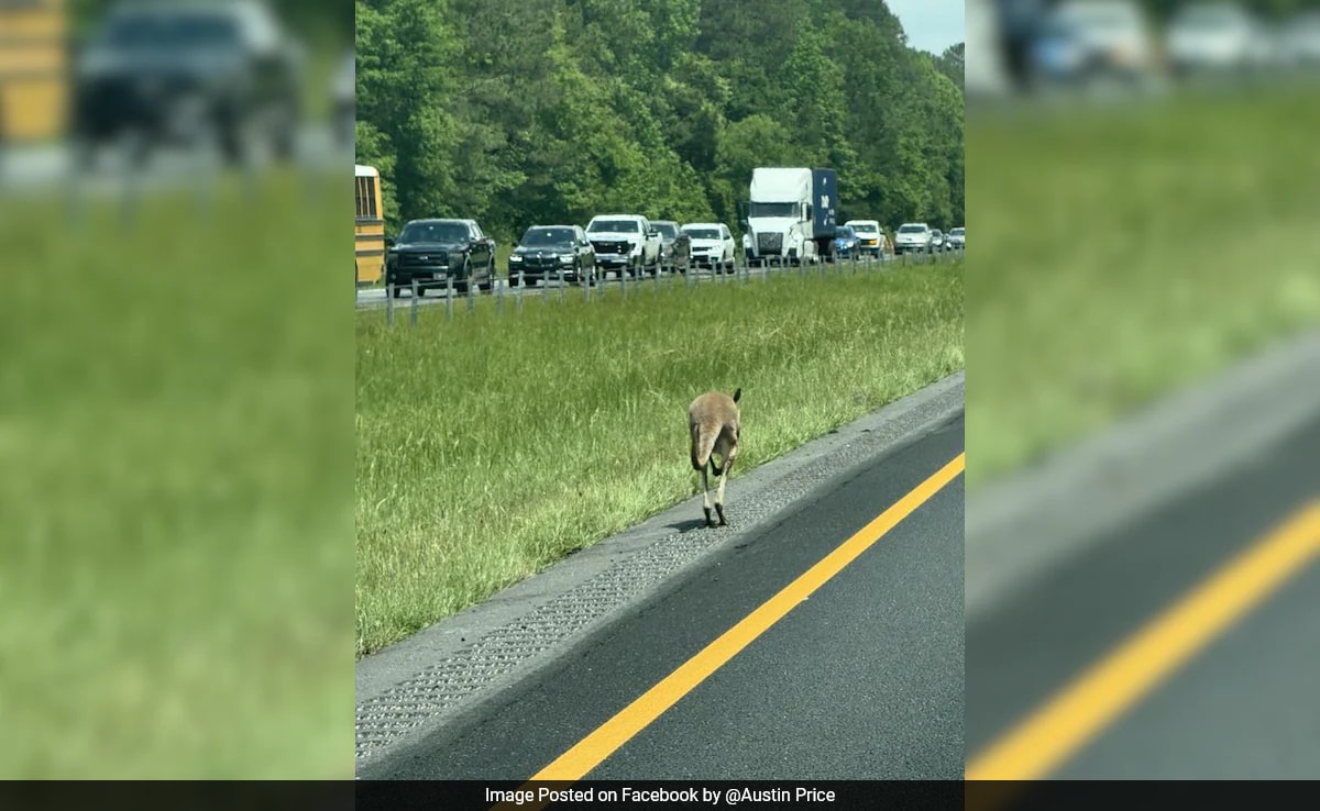 избягала кенгуру която се измъкна от заграждението си следобед предизвика