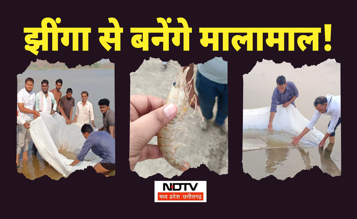 Jhinga Farming: झींगा मछली से शिवपुरी के किसानों की बल्ले-बल्ले, 100 टन उत्पादन का लक्ष्य, ग्राउंड रिपोर्ट