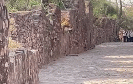 VIDEO: भागो-भागो! टाइगर-टाइगर, रणथंभौर फोर्ट में घूम रहे पर्यटकों के सामने अचानक आया बाघ