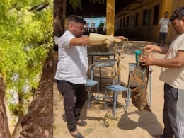 Dholpur: स्कूल में नीम के पेड़ पर तोते के अंडे खाने आया था सांप, स्टाफ और छात्रों में मची दहशत