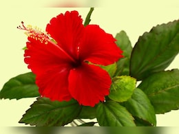 डैंड्रफ हो या कब्ज, गुड़हल भेज देता है कोसों दूर, जानें इसके कई फायदे डैंड्रफ हो या कब्ज, गुड़हल भेज देता है कोसों दूर, जानें इसके कई फायदे