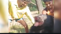 Legs Tied, Nails Pulled Out: Bear Tortured To Death, Video Shared Online