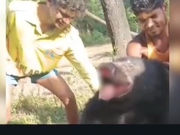 Legs Tied, Nails Pulled Out: Bear Tortured To Death, Video Shared Online Legs Tied, Nails Pulled Out: Bear Tortured To Death, Video Shared Online