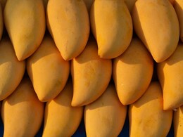 Can Diabetic Patients Eat Mangoes? Expert Says Yes, Explains How Can Diabetic Patients Eat Mangoes? Expert Says Yes, Explains How