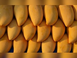 Mango export: भारतातून गेलेला 25 टन आंबा अमेरिकेने नाकारला, कारण आले समोर, आता निर्यात सुरळीत होणार Mango export: भारतातून गेलेला 25 टन आंबा अमेरिकेने नाकारला, कारण आले समोर, आता निर्यात सुरळीत होणार