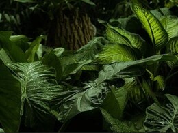 इस तस्वीर में एक टिड्डा पत्तियों के बीच छिपा है, केवल बाज जैसी तेज़ नज़रों वाले ही इसे 5 सेकंड में ढूंढ सकते हैं