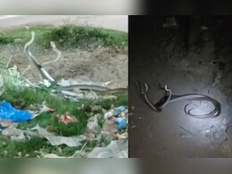 Video: सड़क के किनारे अठखेलियां करते हुए दिखा नाग-नागिन का जोड़ा, एक साथ देखना होता है शुभ