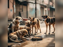 Food Crisis : ढाई लाख आवारा कुत्तों के पेट पर संकट, नसबंदी की बड़ी तैयारी में जुटा प्रशासन  Food Crisis : ढाई लाख आवारा कुत्तों के पेट पर संकट, नसबंदी की बड़ी तैयारी में जुटा प्रशासन