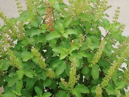 पेट का कोना-कोना होगा साफ बस सुबह खाली पेट चबाकर खा लें ये हरी पत्ती, इन समस्याओं में भी फायदेमंद पेट का कोना-कोना होगा साफ बस सुबह खाली पेट चबाकर खा लें ये हरी पत्ती, इन समस्याओं में भी फायदेमंद