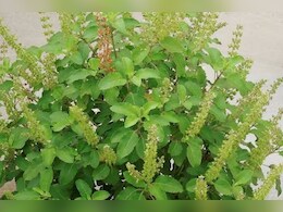 हर एकादशी और द्वादशी को करें तुलसी स्तोत्र का पाठ, भगवान विष्णु करेंगे 32 तरह के पापों का नाश!