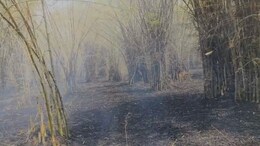 Surguja Bamboo Nursery Fire: टपरकेल के बांस की नर्सरी में लगी भीषण आग, सूचना के बाद भी नहीं पहुंचे अधिकारी