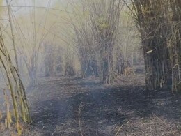 Surguja Bamboo Nursery Fire: टपरकेल के बांस की नर्सरी में लगी भीषण आग, सूचना के बाद भी नहीं पहुंचे अधिकारी