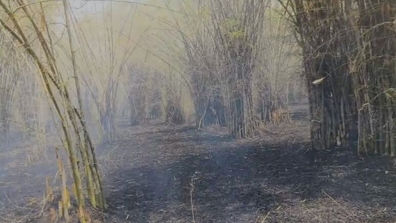 Surguja Bamboo Nursery Fire: टपरकेल के बांस की नर्सरी में लगी भीषण आग, सूचना के बाद भी नहीं पहुंचे अधिकारी
