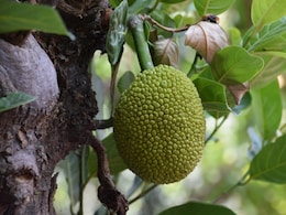 This Plant-Based Meat Alternative Is Healthy And Hydrating, Celebrity Nutritionist Explains