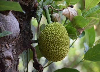 Struggling To Chop And Peel Jackfruit (Kathal)? Check Out These 6 Pro Tips Struggling To Chop And Peel Jackfruit (Kathal)? Check Out These 6 Pro Tips