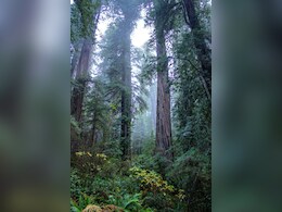 मौसम और जगह के हिसाब से करना होता है औषधियों का चयन, आयुर्वेद का शाश्वत सिद्धांत