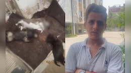 "Smashed Them Against Wall": Hyderabad Pet Parent Kills 5 Stray Puppies