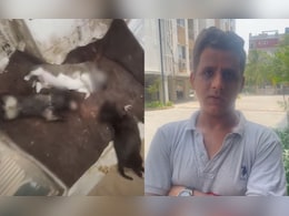 "Smashed Them Against Wall": Hyderabad Pet Parent Kills 5 Stray Puppies "Smashed Them Against Wall": Hyderabad Pet Parent Kills 5 Stray Puppies
