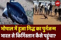 Vulture Conservation:भोपाल बना गिद्ध संरक्षण का केंद्र,10 सालों में दोगुनी हुई संख्या Vulture Conservation:भोपाल बना गिद्ध संरक्षण का केंद्र,10 सालों में दोगुनी हुई संख्या