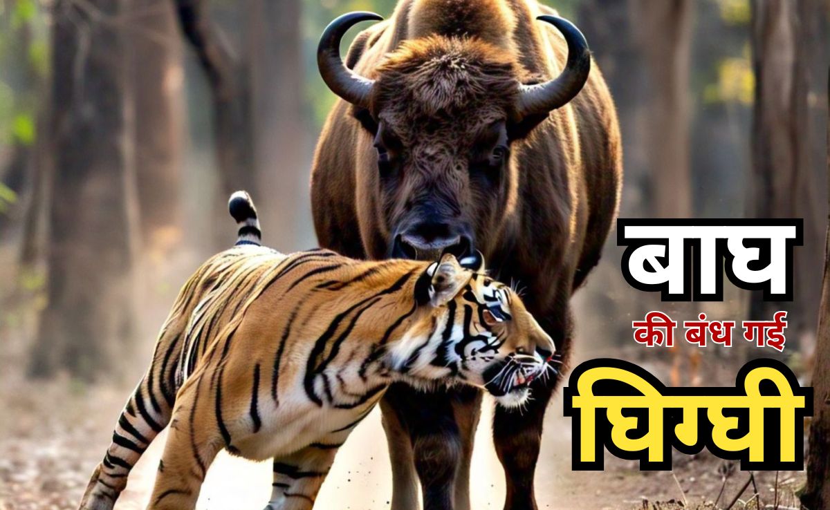 Bison Vs Tiger: जब बाइसन को सामने देख बाघ बन गया भीगी बिल्ली, वायरल हो रहा सतपुड़ा टाइगर सेंचुरी का वीडियो