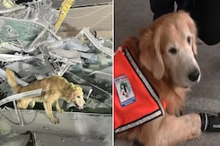 Thailand's Furry Friends Help Find Survivors In Earthquake-Hit Bangkok Thailand's Furry Friends Help Find Survivors In Earthquake-Hit Bangkok