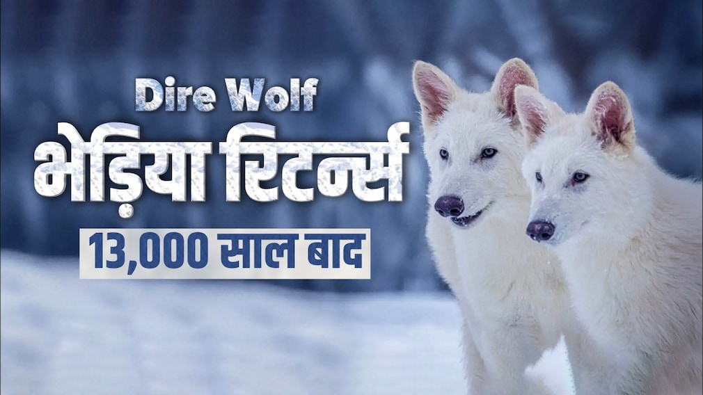 Explainer : विज्ञान का कमाल... 13 हजार साल बाद अचानक कैसे जिंदा हो गए ये 'डायर वुल्फ'