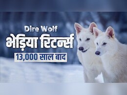 Explainer : विज्ञान का कमाल... 13 हजार साल बाद अचानक कैसे जिंदा हो गए ये 'डायर वुल्फ' Explainer : विज्ञान का कमाल... 13 हजार साल बाद अचानक कैसे जिंदा हो गए ये 'डायर वुल्फ'