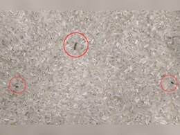 Rajasthan: बच्चों के पोषाहार में मिली इल्लियां, शिक्षा अधिकारी ने सरकारी स्कूल के हेड मास्टर को किया निलंबित 