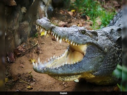 US Woman Battles Alligator To Save Her Dog In Thrilling Rescue US Woman Battles Alligator To Save Her Dog In Thrilling Rescue