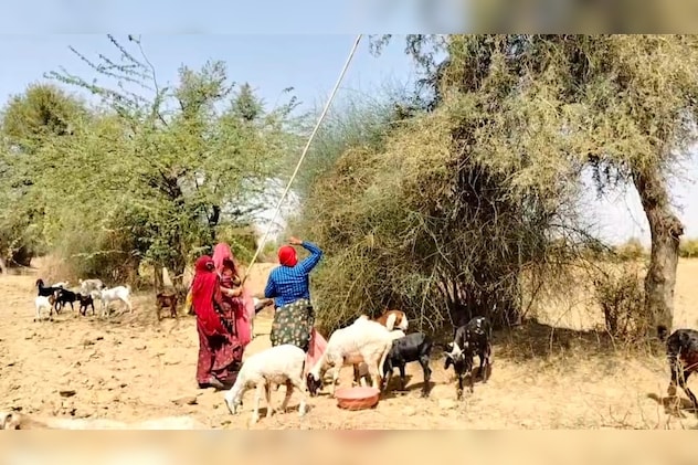 मारवाड़ की देसी सब्जियों के बारे आयुर्वेद में भी बड़ा महत्व बताया गया है. 