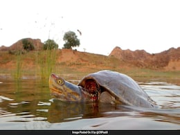 After 3 Decades, Endangered Red-Crowned Roofed Turtle Back To Ganga River After 3 Decades, Endangered Red-Crowned Roofed Turtle Back To Ganga River