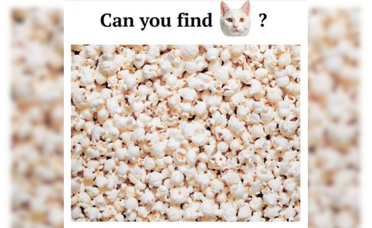 পপকর্নের মধ্যে একটি বিড়াল লুকানো আছে, মাত্র 10 সেকেন্ডের মধ্যে প্রতিভা সন্ধান করুন