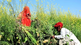 राजस्थान के 70 हजार से ज्यादा किसानों को बड़ी सौगात, सरकार ने 239 करोड़ अनुदान की दी स्वीकृति