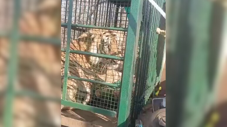Tiger Rescue: इंद्रावती टाइगर रिजर्व में 5 से 6 वर्षीय घायल बाघ का किया गया रेस्क्यू, शिकारियों में जाल में फंसा था टाइगर