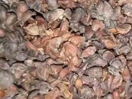 सेहत के लिए किसी वरदान से कम नहीं ये छोटे बीज, इन लोगों को जरूर करना चाहिए इसका सेवन