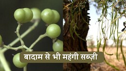 Rajasthan: बादाम से भी महंगी है देसी केर-सांगरी, राजस्थान के थार में इस बार हुई बंपर पैदावार