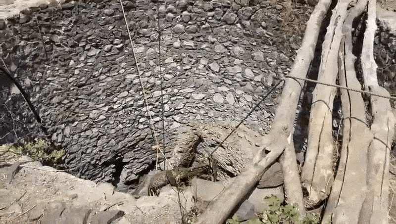 Rajasthan: बांसवाड़ा में रात के अंधेरे में कुएं में गिरा पैंथर, कई घंटे की मशक्कत के बाद वन विभाग ने किया रेस्क्यू 