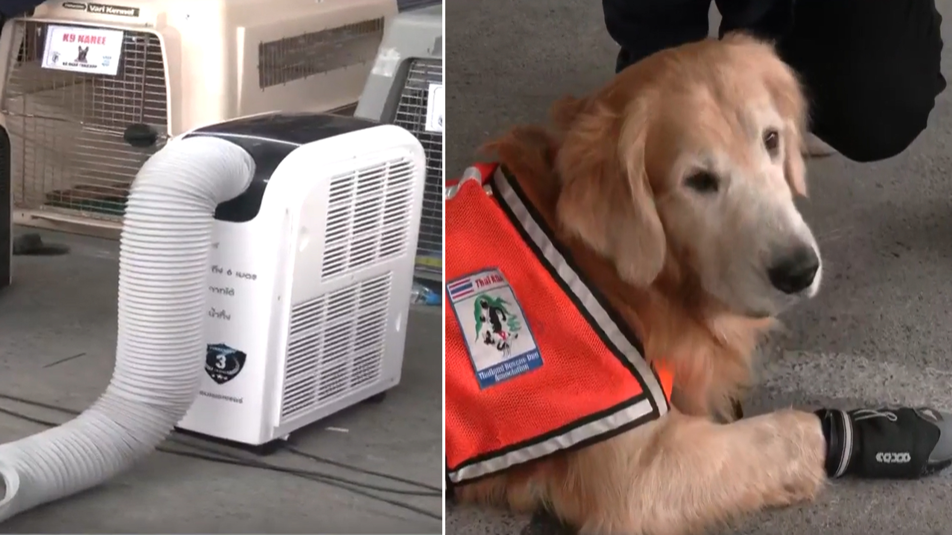 Bangkok Earthquake: Dogs Trained To Spot Alive And Dead People In Thailand As Death Toll Rises To 13