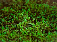 Chia Microgreens: Nutritionist Unveils Amazing Health Benefits Of This Superfood
