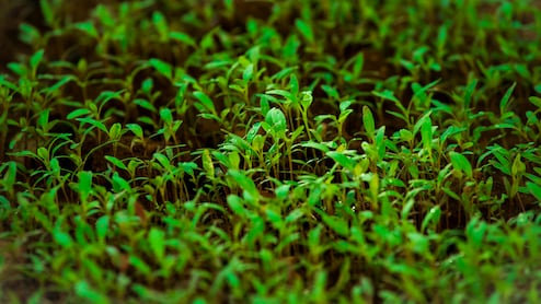 Chia Microgreens: Nutritionist Unveils Amazing Health Benefits Of This Superfood