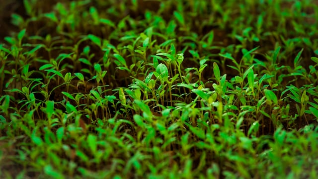 Garden cress seeds are packed with iron, fibre and antioxidants