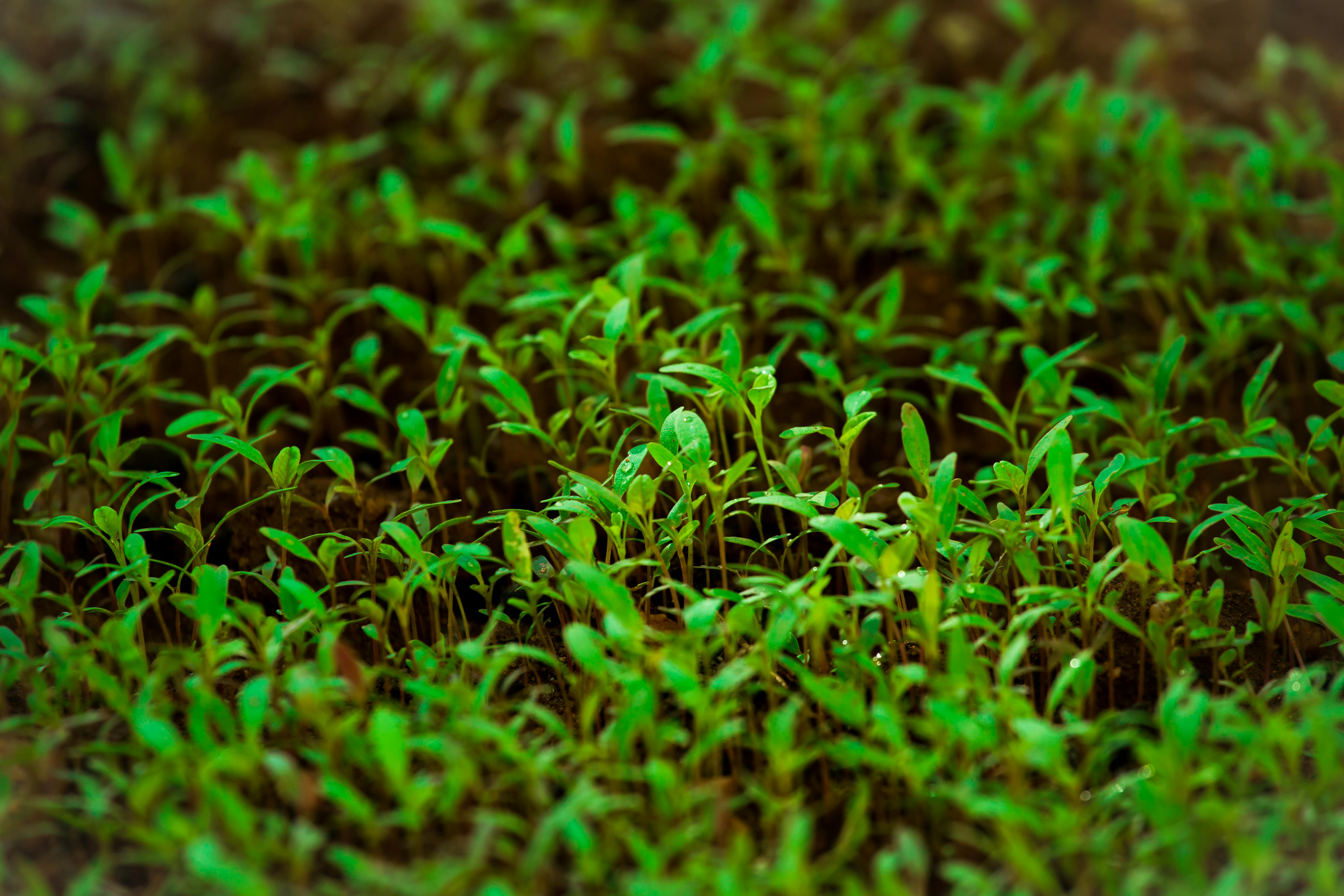 Garden cress seeds are packed with iron, fibre and antioxidants