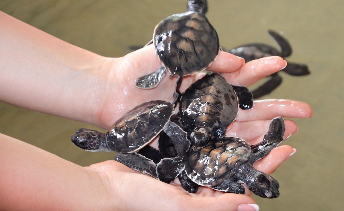 Photo: iStock Photo: iStock