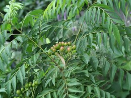 मीठी नीम की पत्तियां: स्वाद और सेहत का खजाना