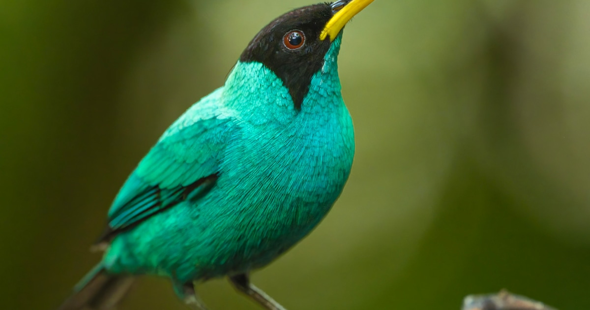 Dimorphis This Bird Is Half Male, Half Female