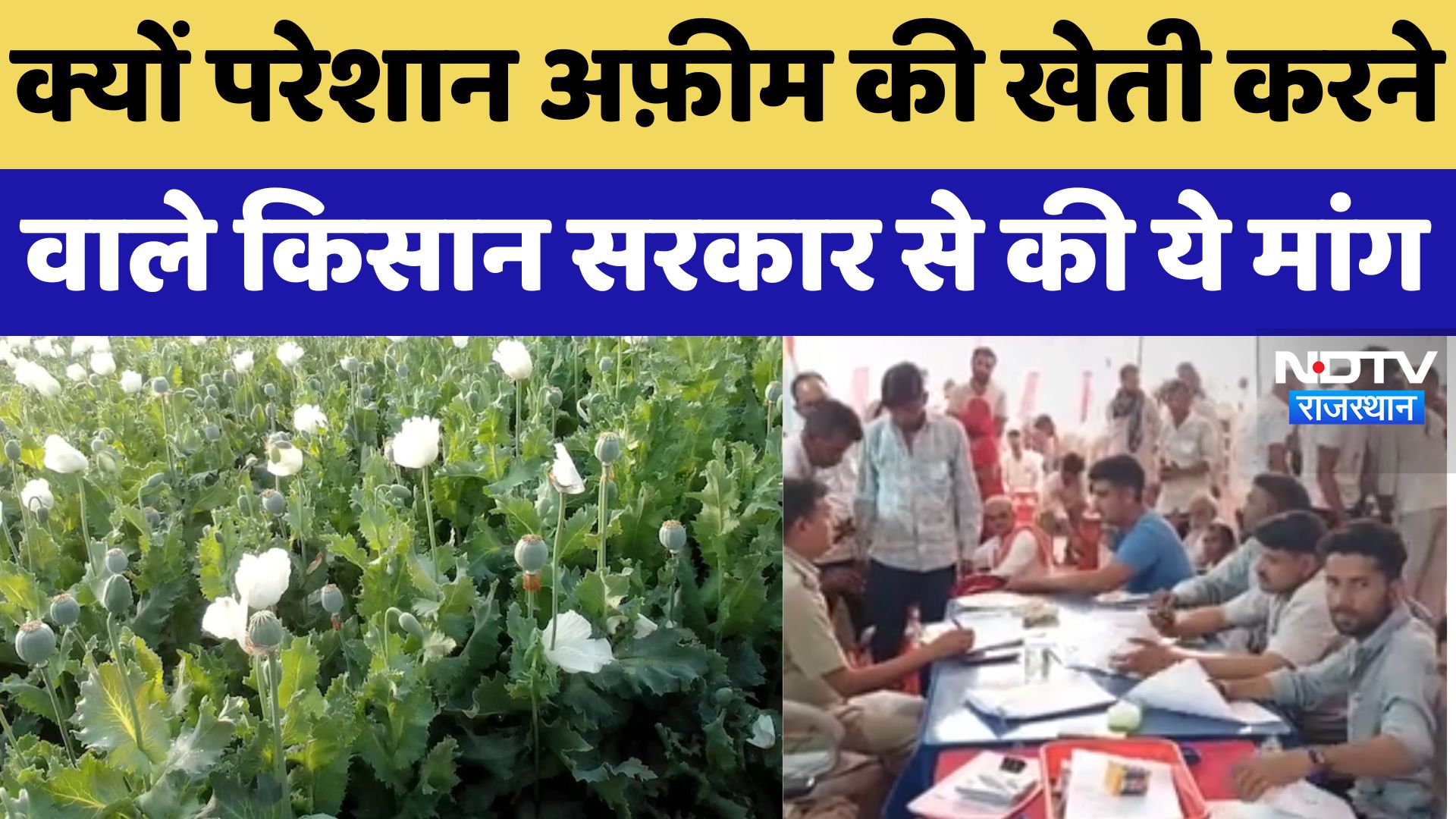 Chittorgarh News : Government से Farmers की अपील, अफीम की कीमतों में इज़ाफा हो !