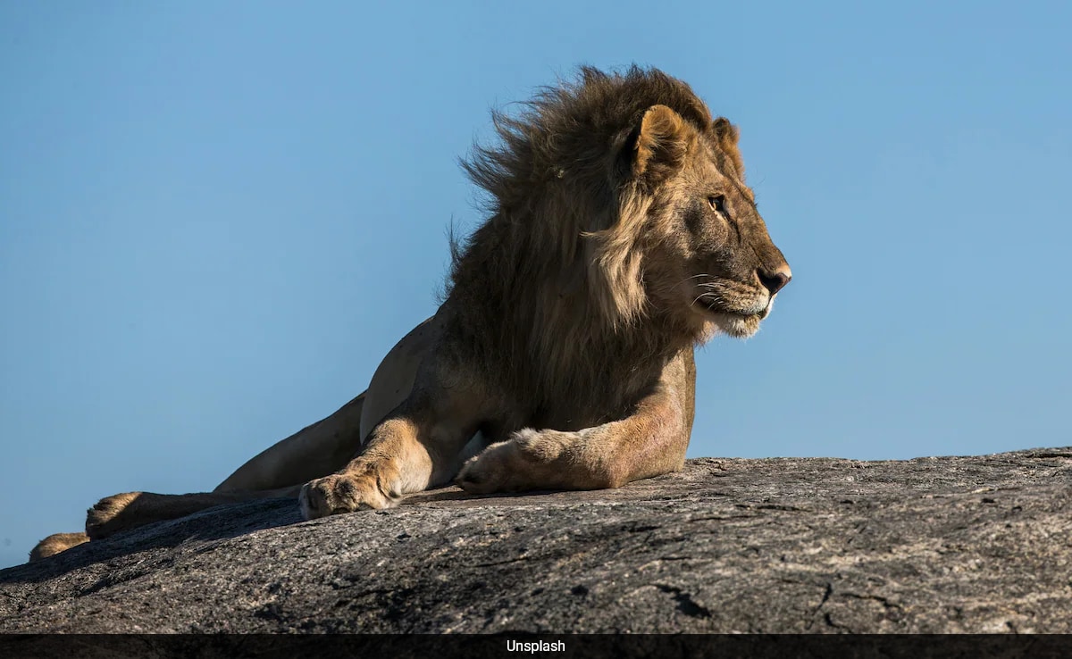 Living Alongside Lions: Human-Wildlife Collision Is Dazzling And Dangerous