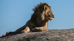 Living Alongside Lions: Human-Wildlife Collision Is Dazzling And Dangerous