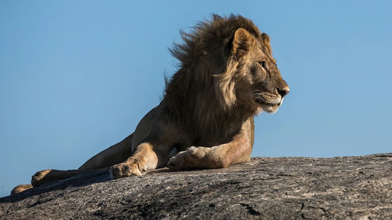 Living Alongside Lions: Human-Wildlife Collision Is Dazzling And Dangerous